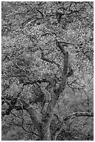 Newly leafed oak tree. Pinnacles National Park ( black and white)
