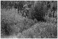 Wildflowers, shrubs, cottonwoods, in the spring. Pinnacles National Park ( black and white)