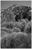 Wildflowers, trees, and hills in the hill. Pinnacles National Park ( black and white)