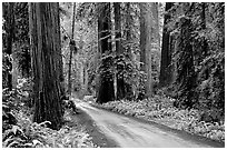 Gravel road, Howland Hill, Jedediah Smith Redwoods State Park. Redwood National Park ( black and white)