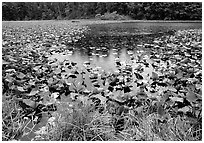 Pond with water plants. Redwood National Park ( black and white)
