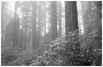Rododendrons, tall coast redwoods, and fog, Del Norte Redwoods State Park. Redwood National Park ( black and white)