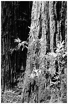 Redwood trunk and rododendron. Redwood National Park ( black and white)