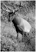 Roosevelt Elk, Prairie Creek. Redwood National Park, California, USA. (black and white)