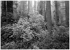 Rododendrons in bloom in redwood grove, Del Norte. Redwood National Park, California, USA. (black and white)