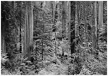 Old-growth redwood forest, Howland Hill, Jedediah Smith Redwoods State Park. Redwood National Park ( black and white)