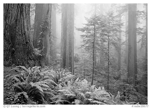 Ferns, coast redwoods, and fog, Del Norte Redwoods State Park. Redwood National Park (black and white)