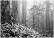 Ferns, coast redwoods, and fog, Del Norte Redwoods State Park. Redwood National Park ( black and white)