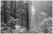 Rododendrons and redwood grove in fog, Del Norte Redwoods State Park. Redwood National Park ( black and white)