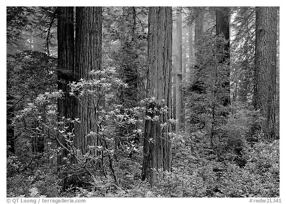 Rododendrons, redwoods, and fog, Del Norte Redwoods State Park. Redwood National Park (black and white)