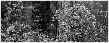 Redwood forest with rhododendrons. Redwood National Park (Panoramic black and white)