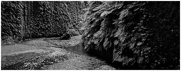 Stream in Fern Canyon. Redwood National Park (Panoramic black and white)