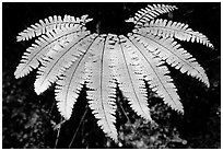 Single fern, Fern Canyon, Prairie Creek Redwoods State Park. Redwood National Park ( black and white)