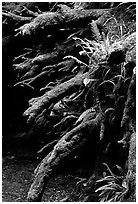 Roots of fallen tree, Prairie Creek Redwoods State Park. Redwood National Park ( black and white)