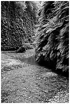 Stream and walls covered with ferns, Fern Canyon. Redwood National Park, California, USA. (black and white)