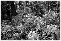 Rododendrons in bloom in a redwood grove, Del Norte. Redwood National Park, California, USA. (black and white)