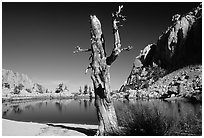 Tree skeleton, Mirror Lake, and Thor Peak, Inyo National Forest. California, USA ( black and white)