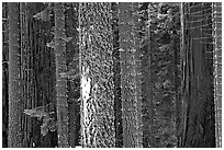 Mosaic of pines, sequoias, and mosses. Sequoia National Park, California, USA. (black and white)