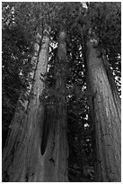 Cluster of giant sequoia trees. Sequoia National Park, California, USA. (black and white)