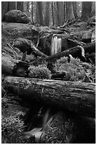 Cascading stream in sequoia forest. Sequoia National Park ( black and white)