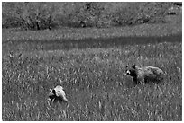 Mother bear and cub grazing in Round Meadow. Sequoia National Park, California, USA. (black and white)