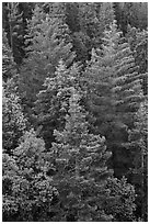 Pine forest canopy. Sequoia National Park ( black and white)