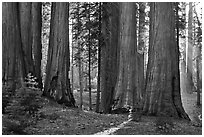Group of backlit sequoias, early morning. Sequoia National Park ( black and white)