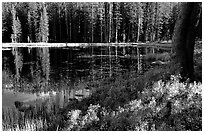 Shrubs in autumn foliage and reflections, Siesta Lake. Yosemite National Park, California, USA. (black and white)