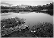 Fallen log and pond, Tuolumne Meadows, sunset. Yosemite National Park ( black and white)