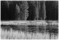 Grass in autumn, Siesta Lake. Yosemite National Park, California, USA. (black and white)