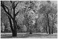 Black oaks with with autum leaves, El Capitan Meadow, afternoon. Yosemite National Park, California, USA. (black and white)