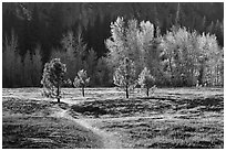 Trail in Sentinel Meadow in autumn. Yosemite National Park, California, USA. (black and white)