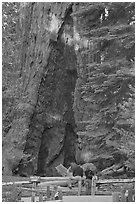 Couple at  base of  Grizzly Giant sequoia. Yosemite National Park, California, USA. (black and white)