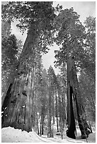 Two giant sequoia trees, one with a large opening in trunk, Mariposa Grove. Yosemite National Park, California, USA. (black and white)
