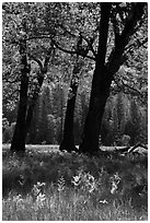 Oak trees in spring, El Capitan Meadow. Yosemite National Park, California, USA. (black and white)