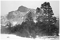 Trees and peak with fresh snow, Tioga Pass. Yosemite National Park ( black and white)