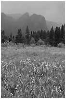 Wildflowers in Cook Meadow and Cathedral Rocks in storm. Yosemite National Park ( black and white)