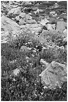 Alpine flowers and rocks. Yosemite National Park, California, USA. (black and white)