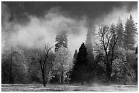 Fog lifting above trees in spring. Yosemite National Park, California, USA. (black and white)