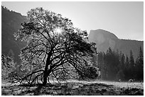 Sun through Elm Tree in the spring. Yosemite National Park ( black and white)