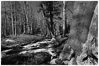 Stream in forest, Lewis Creek. Yosemite National Park ( black and white)