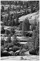 Smooth granite and pine trees. Yosemite National Park ( black and white)