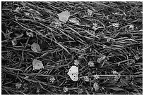 Ground view: Wildflowers, fallen leaves, and grasses, Courthouse Wash. Arches National Park ( black and white)