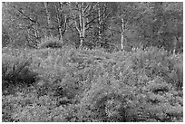 Spring flowers and forest. Black Canyon of the Gunnison National Park ( black and white)