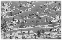 Ridges, snow, and trees. Bryce Canyon National Park ( black and white)