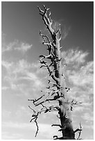 Bristlecone pine tree top. Bryce Canyon National Park ( black and white)