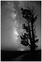Bristlecone pine tree and Milky Way. Bryce Canyon National Park ( black and white)