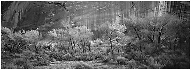 Sagebrush, trees and cliffs with desert varnish. Capitol Reef National Park, Utah, USA. (black and white)
