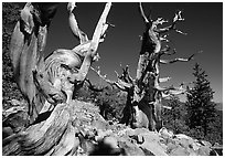 Bristlecone Pine trees, Wheeler Cirque, morning. Great Basin National Park ( black and white)