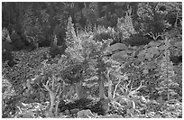 Bristlecone Pine trees and tallus, Wheeler cirque. Great Basin National Park ( black and white)